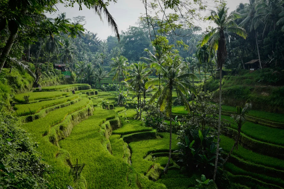 Risaie terrazzate immerse nella vegetazione tropicale